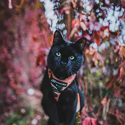 Dog or cat  pressure free harness "Play with my nuts" - Master