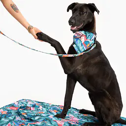 Matotorba - przenośna mata dla psa lub kota - Master