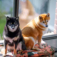 Double sided mat for dog or cat - Master