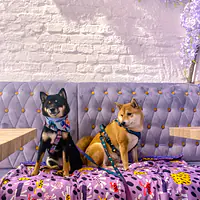 Double sided mat for dog or cat - Master