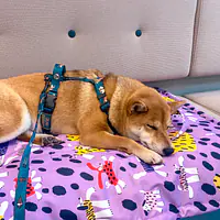 Double sided mat for dog or cat - Master