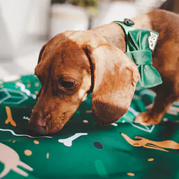 Double sided mat for dog or cat - pattern: Sleepy dogs, Size: S
