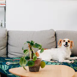 Mata dla psa lub kota - Wzór: Psikolaż, Rozmiar: S