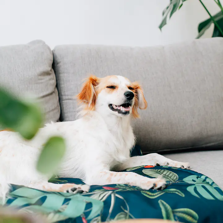 Mata dla psa lub kota - Wzór: Psikolaż, Rozmiar: S