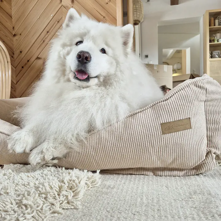 Zapasowy pokrowiec na legowisko kanapa  - Master