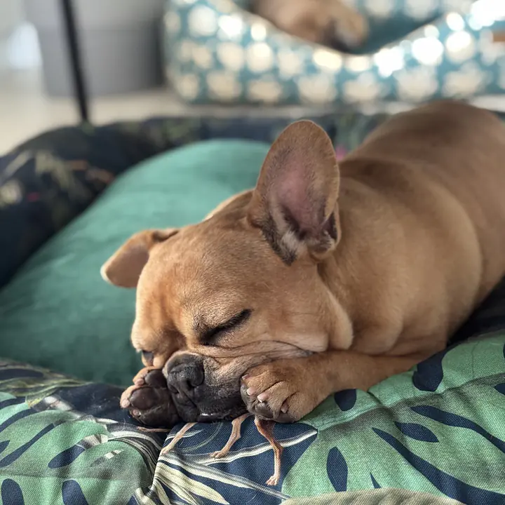 Legowisko ponton  - Master