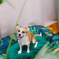 Legowisko ponton  - Master