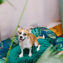 Legowisko ponton - Master