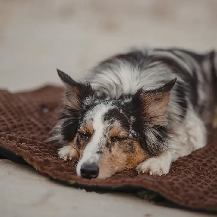 Double sided mat for dog or cat - Master