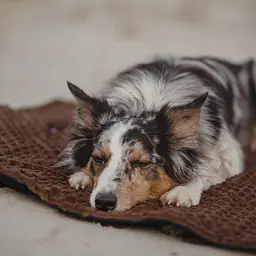 Mata dla psa lub kota - Master