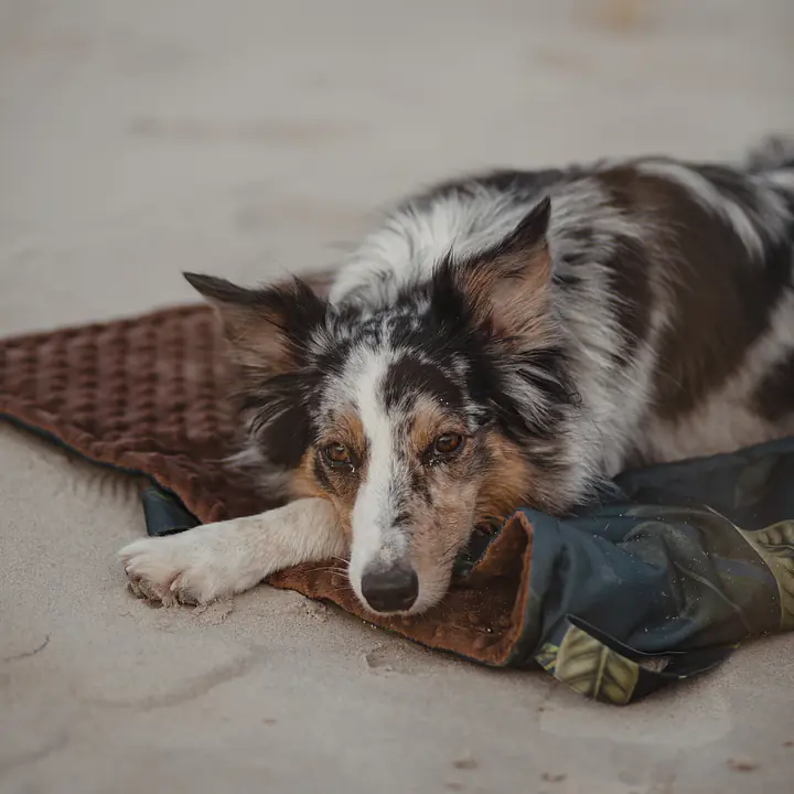 Double sided mat for dog or cat - Master