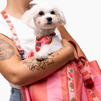3-in-1 bag - carrier/portable bed/car seat for a dog or cat - Master