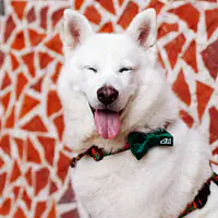 Bow tie "Bottle green"  - Master