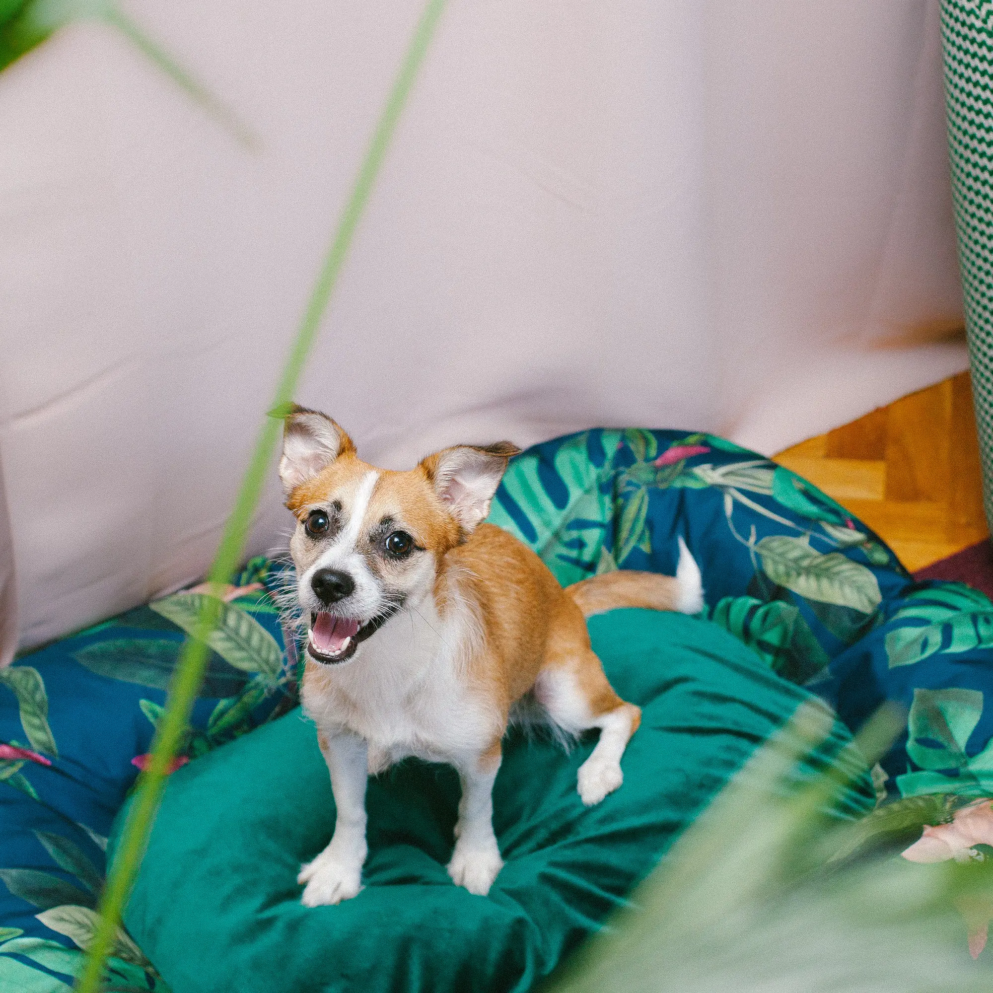 Pontoon "Dogollage" - Master