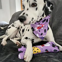 Bandana zakładana na obrożę - Master