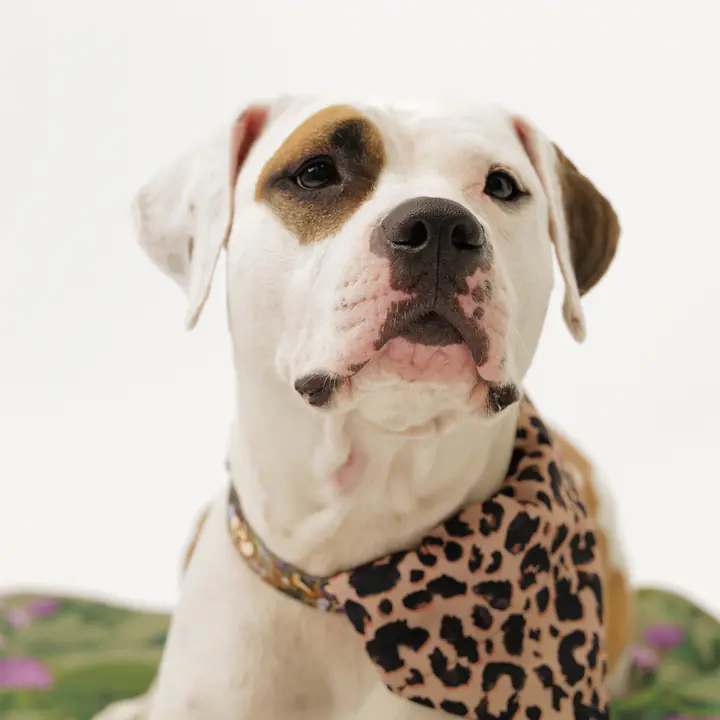 Bandana zakładana na obrożę - Master