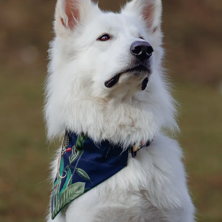 Bandana zakładana na obrożę - Master