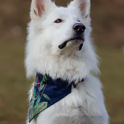 Bandana zakładana na obrożę - Master