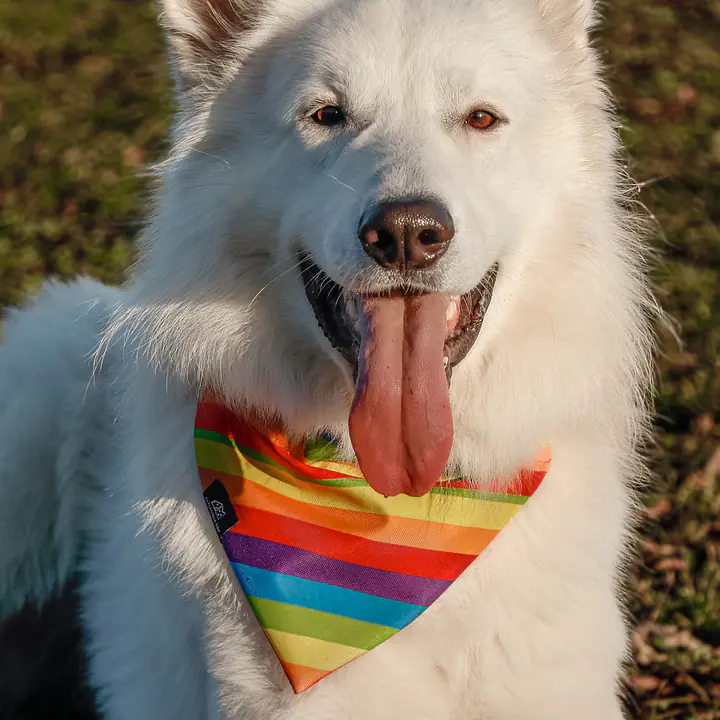 Bandana zakładana na obrożę - Wzór: Miłość, równość, gryzaki, Rozmiar: L
