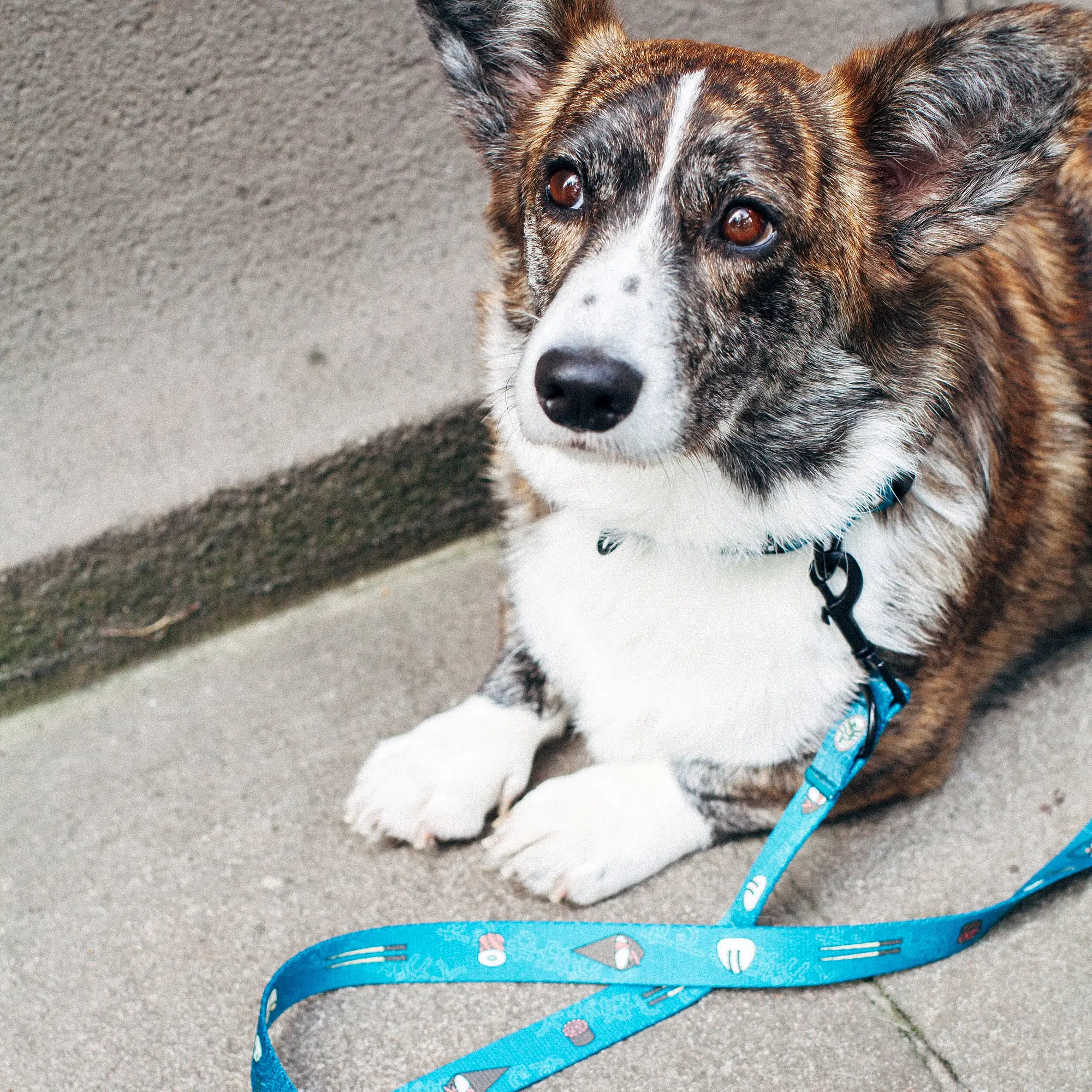 COPY OF "Doggomaki" city leash - Master