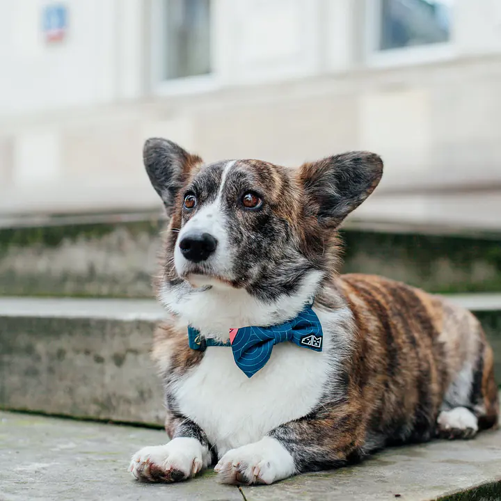 Muszka "Psutomaki" - Master