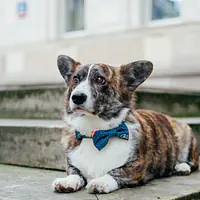 Muszka "Psutomaki" - Master