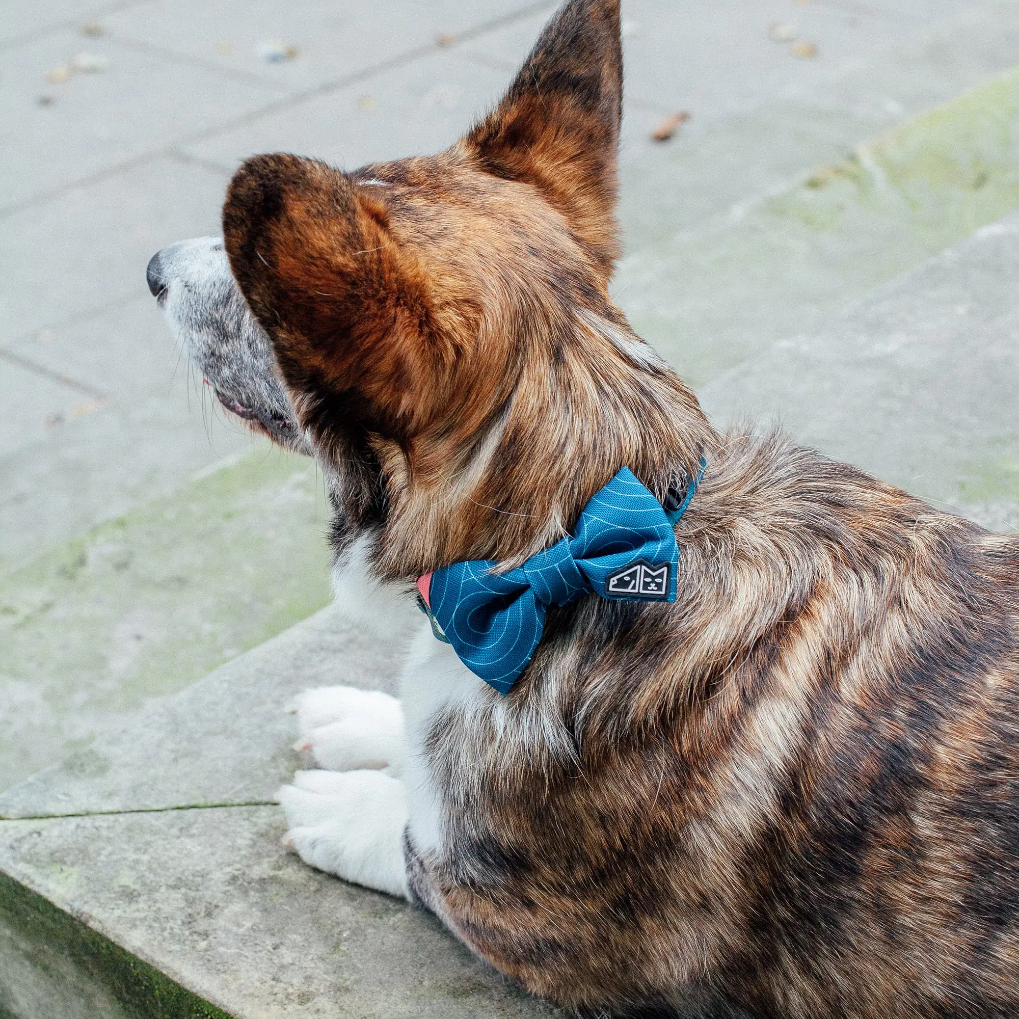 Muszka "Psutomaki" - Master