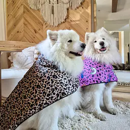 Dog raincoat - Master