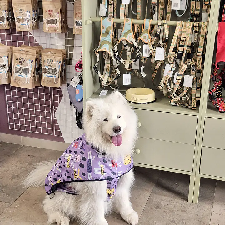 Dog raincoat - Master