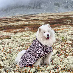 Dog raincoat - Master