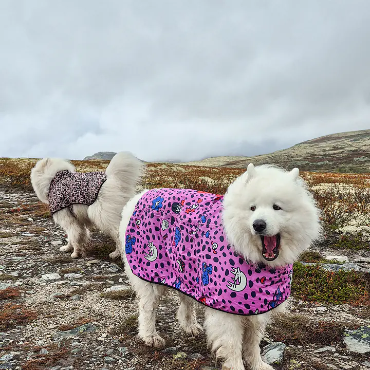 Dog raincoat - Master