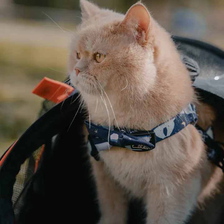 Muszka zapinana na obroży lub szelkach - Master