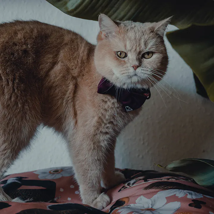 Muszka zapinana na obroży lub szelkach - Master