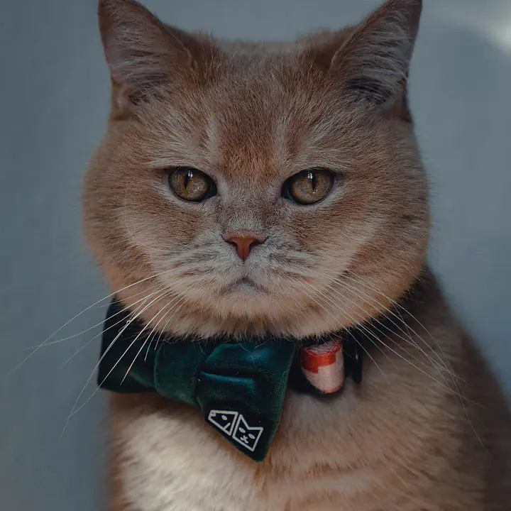 Muszka zapinana na obroży lub szelkach - Master