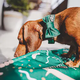 Muszka zapinana na obroży lub szelkach - Master