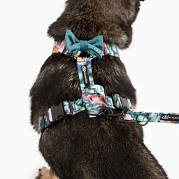 Muszka zapinana na obroży lub szelkach - Master