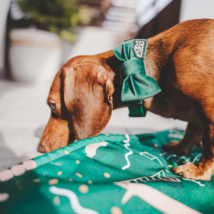 Muszka zapinana na obroży lub szelkach - Master