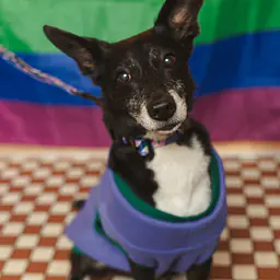 Haftowana bluza - Master