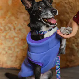 Haftowana bluza - Master