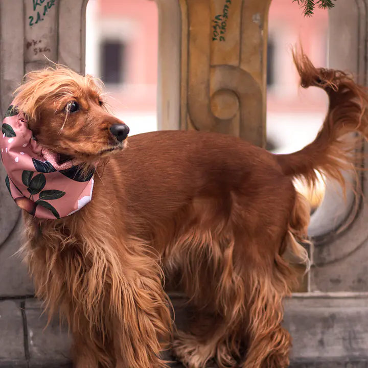 Snood / komin - Master