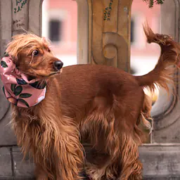 Snood / komin - Master