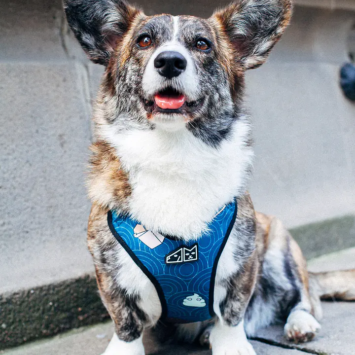 Szelki bezuciskowe dla psa lub kota "Psutomaki" - Master