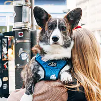 Szelki bezuciskowe dla psa lub kota "Psutomaki" - Master