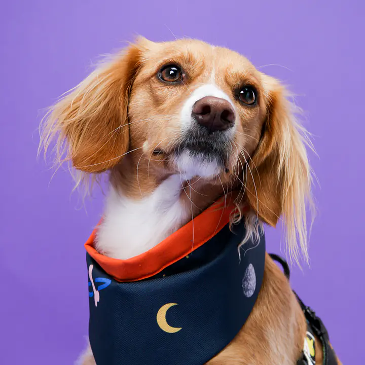 Bandana zapinana na rzep - Master