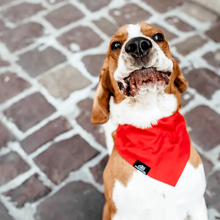 Bandana zapinana na rzep - Master