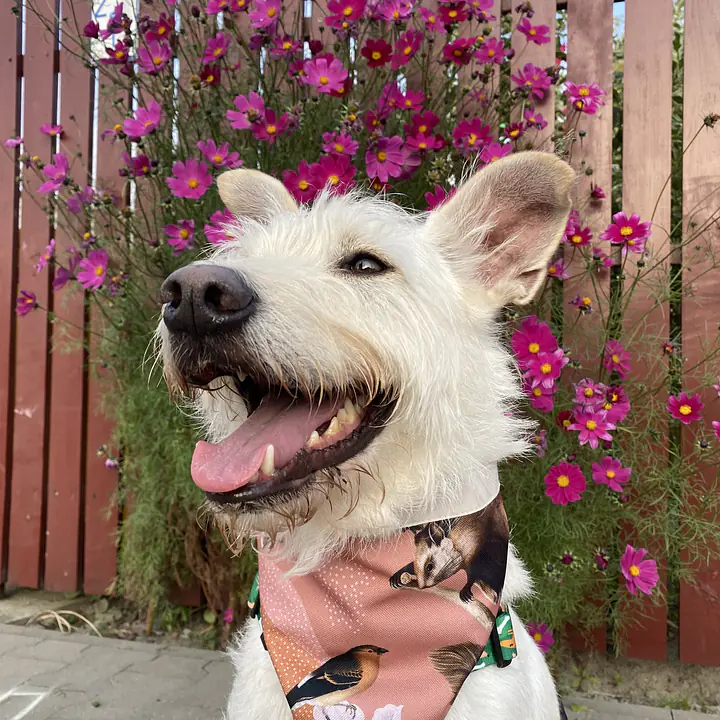 Bandana zapinana na rzep - Master