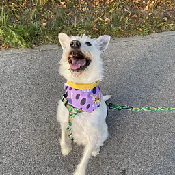 Bandana zapinana na rzep - Master