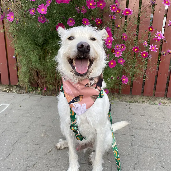 Bandana zapinana na rzep - Master