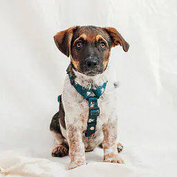 "Doggomaki" dog or cat harness - Master