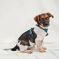 "Doggomaki" dog or cat harness - Master